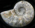 Polished Ammonite (Anapuzosia?) Fossil - Madagascar #29848-2